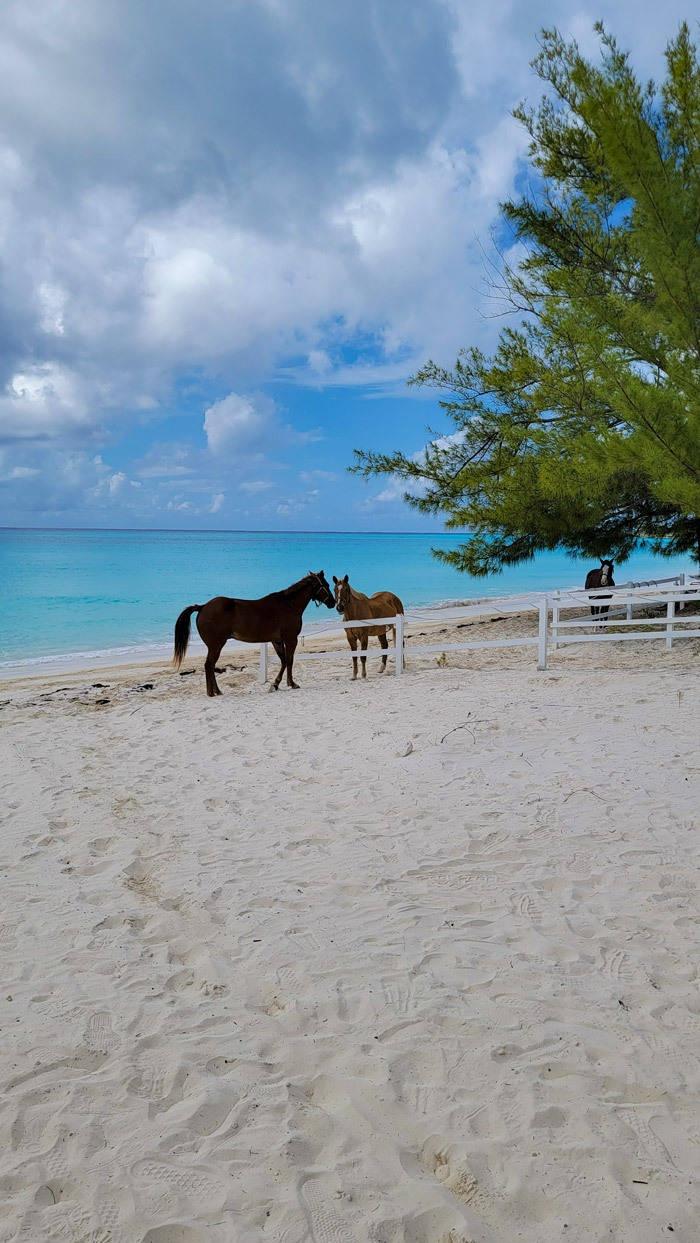 horses hmc