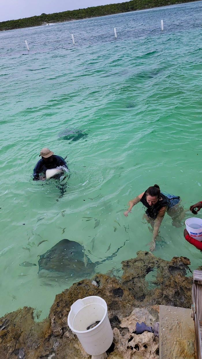 stingray adventure