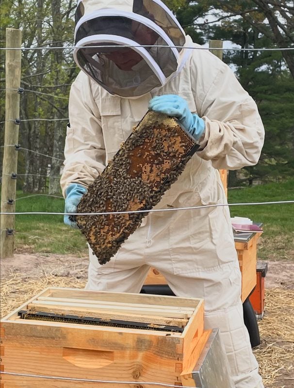 Beekeeper in a protective suit lifting a honeycomb frame at Hemlock in Neversink, New York