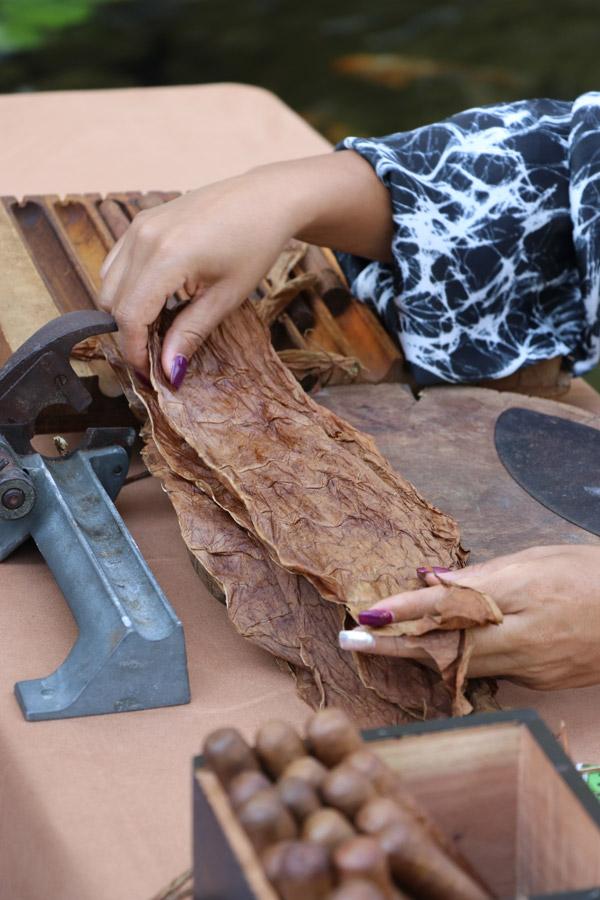 cigar rolling demonstration at casa velas puerto vallarta