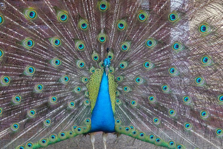 peacock at casa velas puerto vallarta mexico