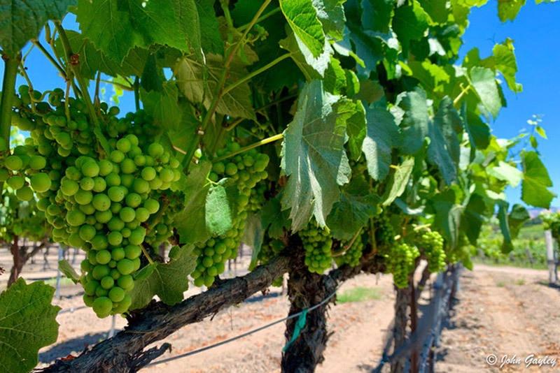 chardonnay grapes from Center of Effort winery in San Luis Obispo California