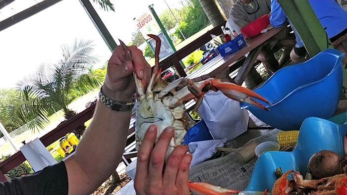 tab on belly of blue crab