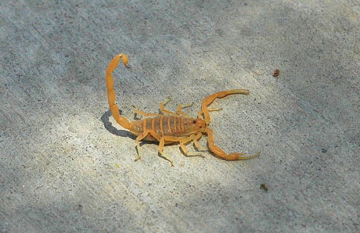 bark scorpion large