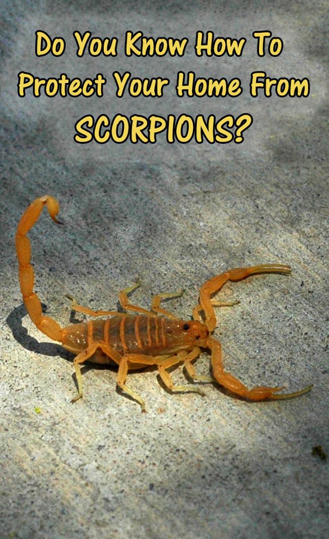 do you know how to protect your home and yard from scorpions?