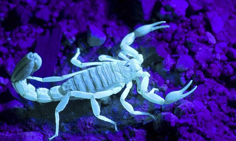 How to get rid of scorpions from your home and yard.