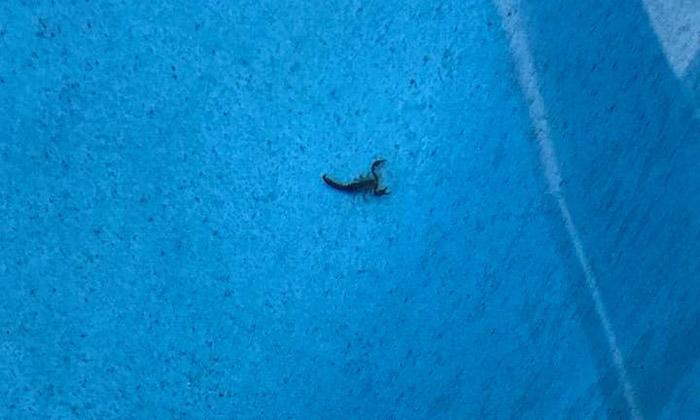 scorpion in pool