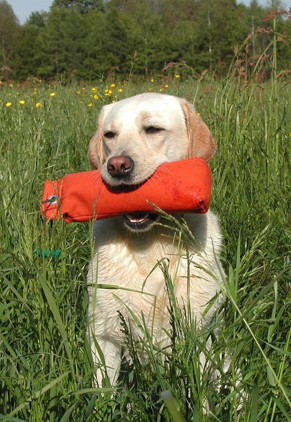training a dog to retrieve prey working as a hunting dog