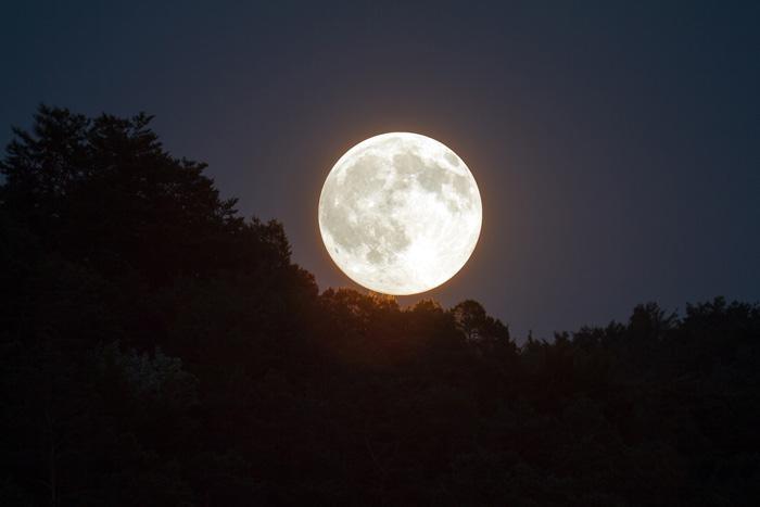 moon rise above trees
