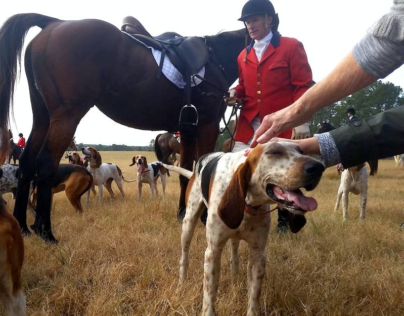 american foxhound hunting foxes