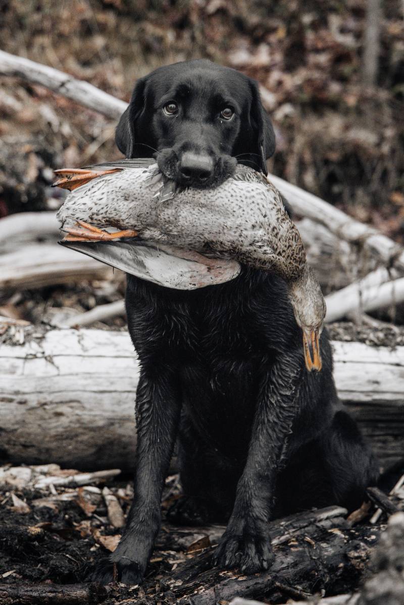 labrador retriever hunting dog with duck