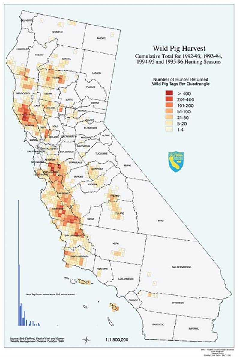 wild pig harvest numbers california wild pig tags report