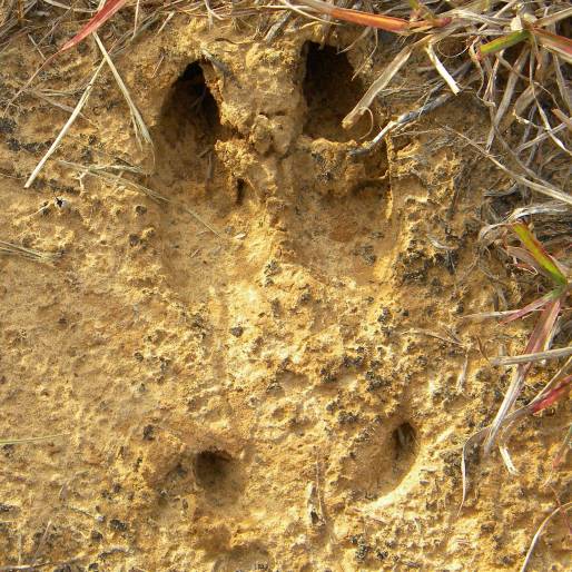 Wild Boar Track, Missouri Department of Conservation