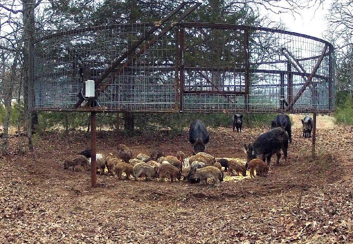 Wild Boar Trap, Oklahoma Farm Report