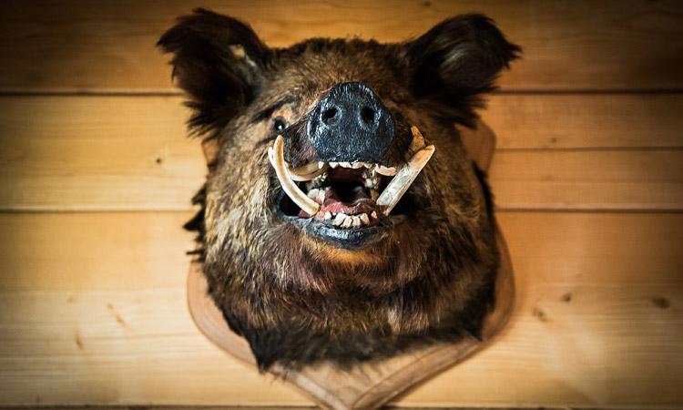 an introduction to hunting wild boar