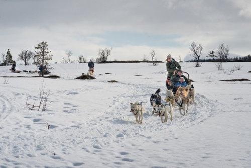 dog-sledding