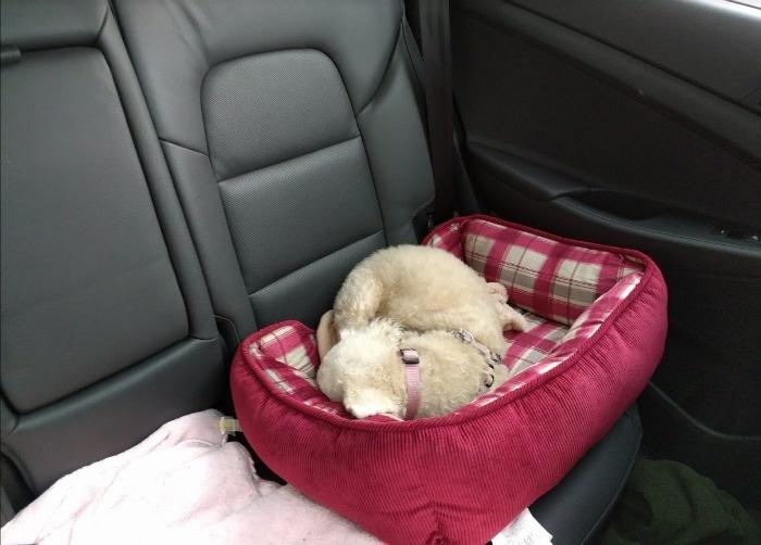 niki backseat