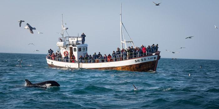 whale watching tours iceland
