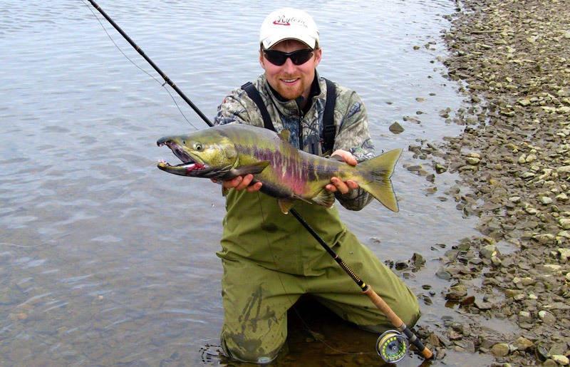 fly fishing in an alaskan stream for salmon