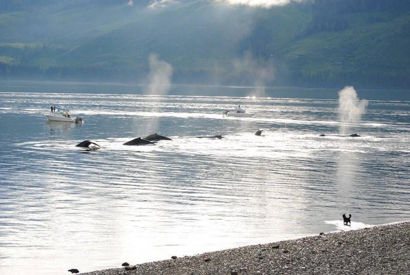 watching whales from shore at icy strait point alaska