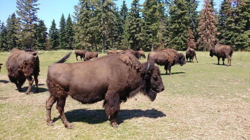 coeur dalene casino bison ranch