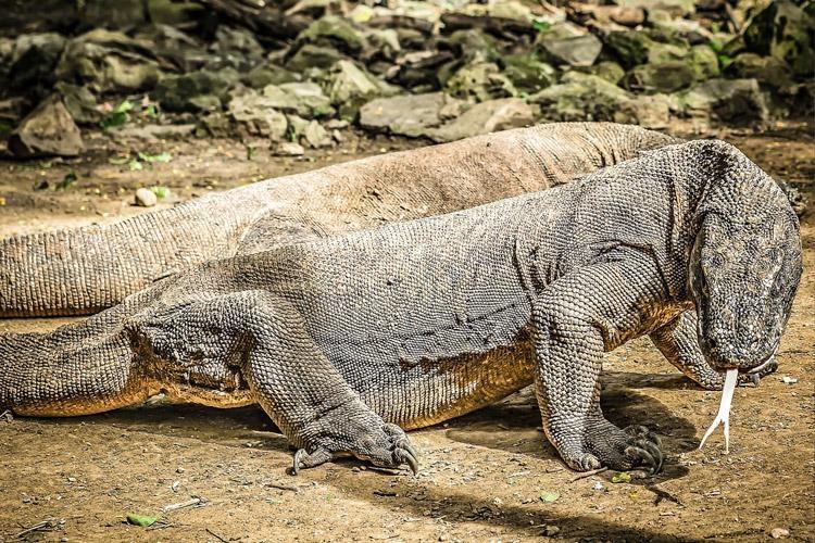 komodo dragon komodo national park indonesia