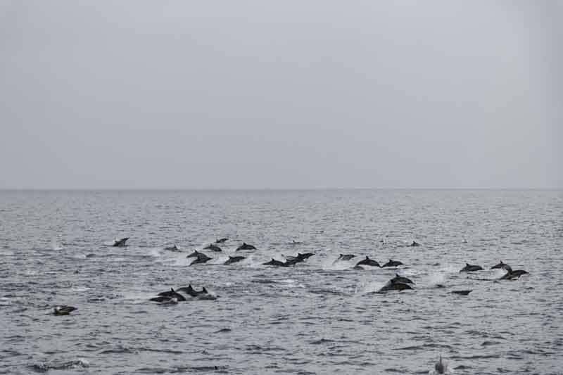 dolphins
