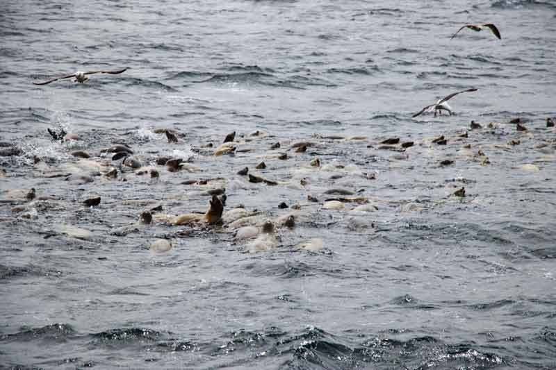 raft of sea lions