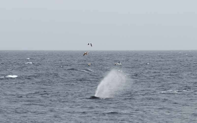 whale spouting