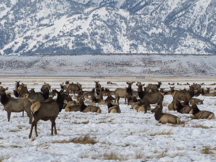 national elk refuge in wyoming