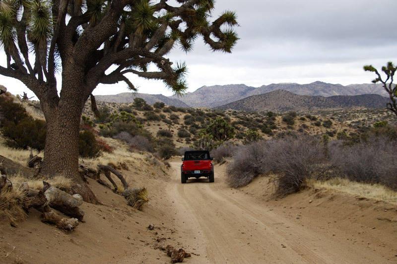 gladiator under giant joshua tree at eureka peak