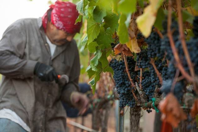 working the vineyards at kenefick ranch napa valley callistoga ava