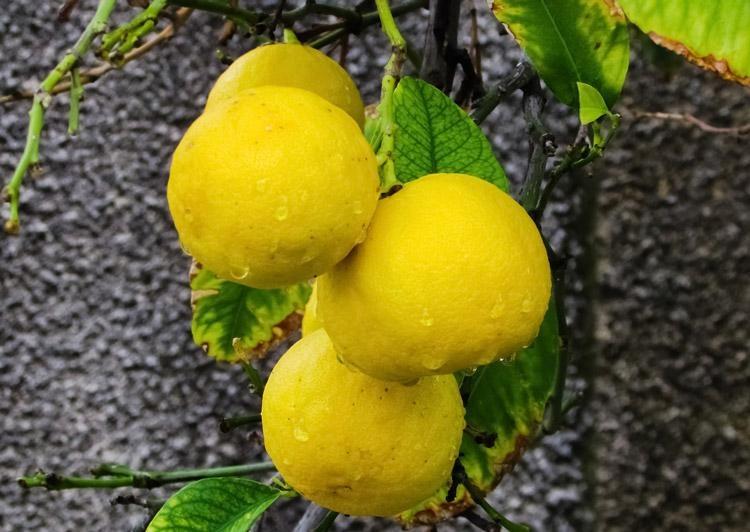 what is a key lime