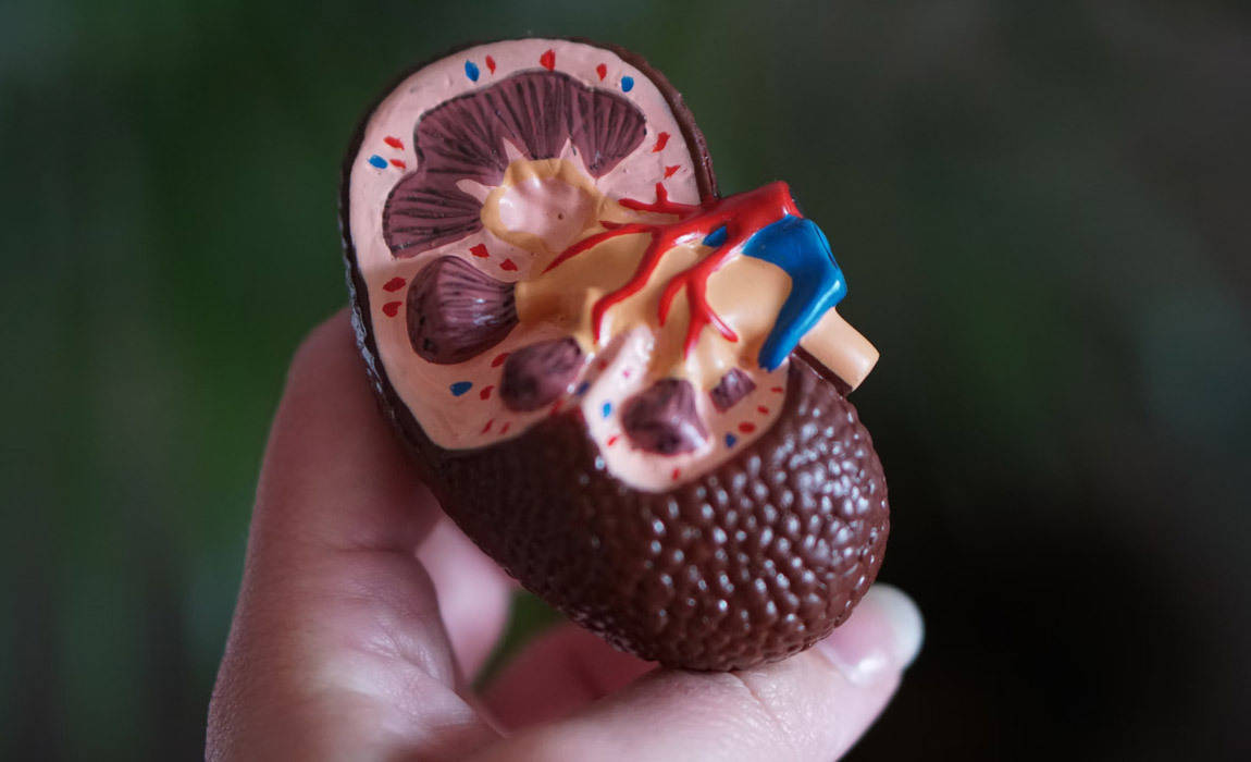 kidney health is important for men