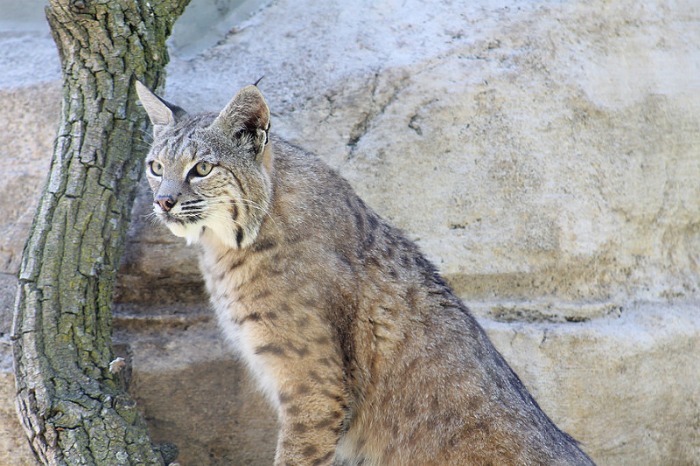 bobcat