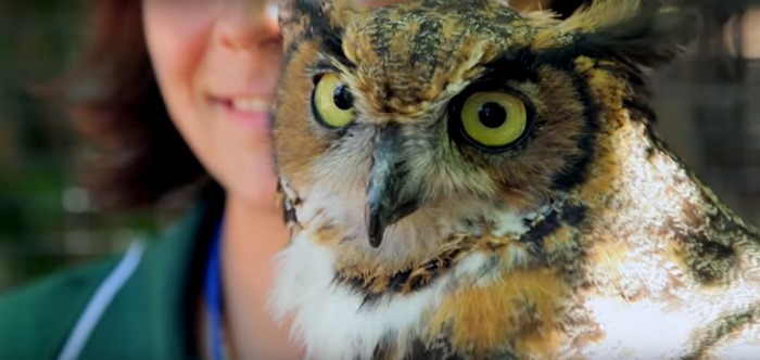 owl