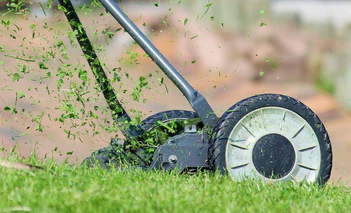 lawn advice