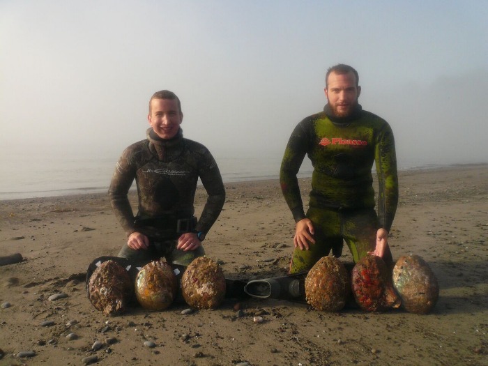 abalone divers