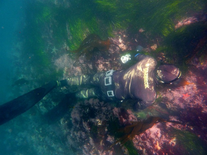 abalone diving water