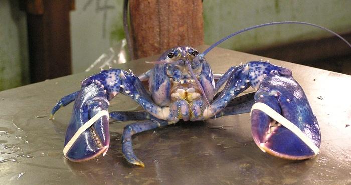 blue lobster
