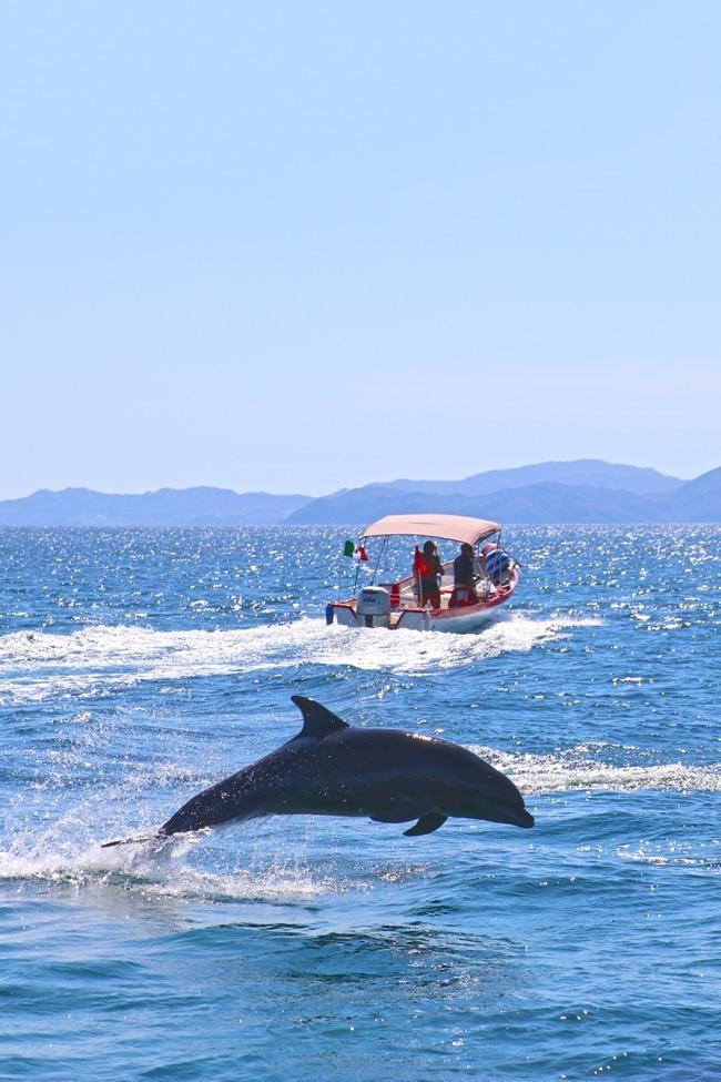 dolphin watching