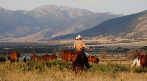 horses