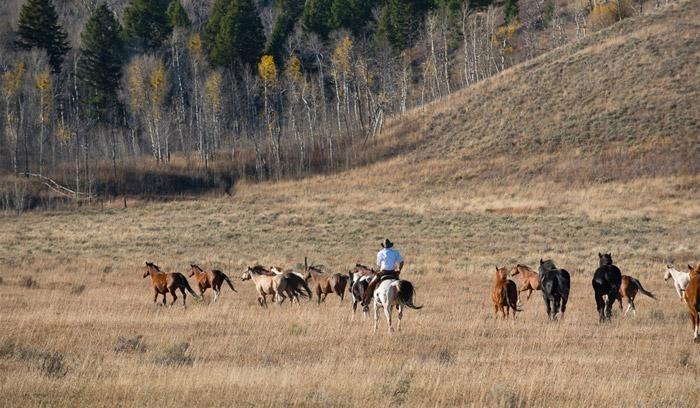 montana dude ranch horses cowboys