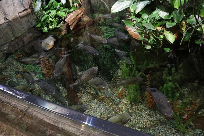 piranhas at shark reef aquarium mandalay bay las vegas