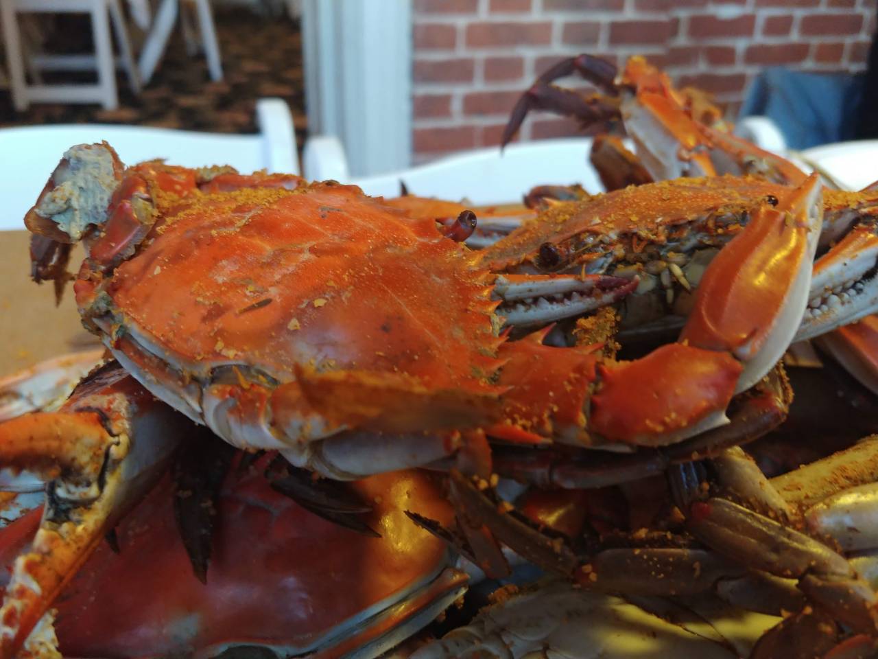 maryland blue crab