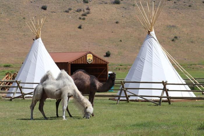 camel discovery ranch teepees