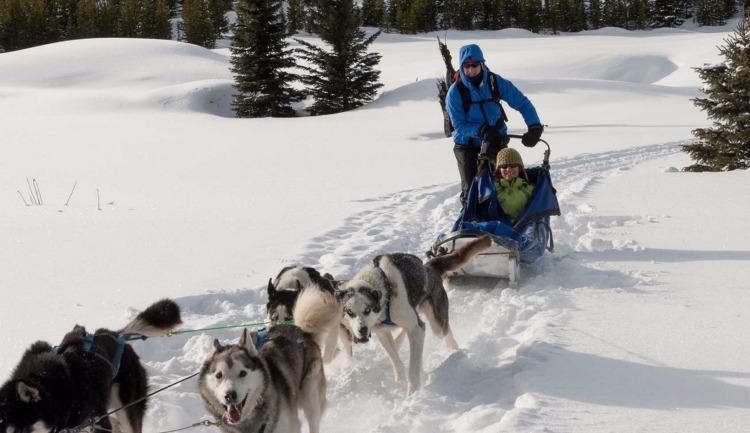 dog sledding in montana