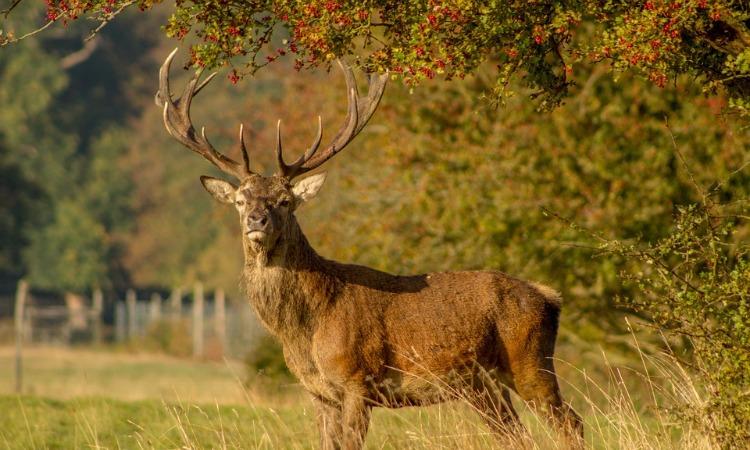 Montana Elk Hunting Season