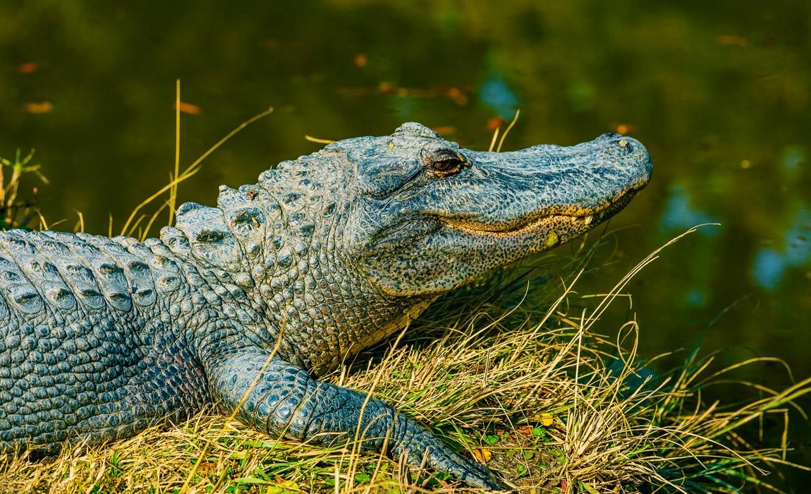 Alligator Adventure in North Myrtle Beach is one of many mancation adventures in Myrtle Beach South Carolina
