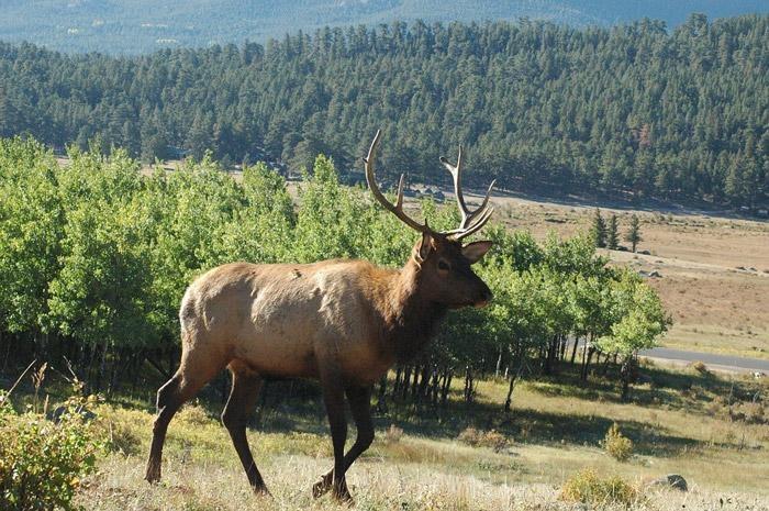 hunting elk